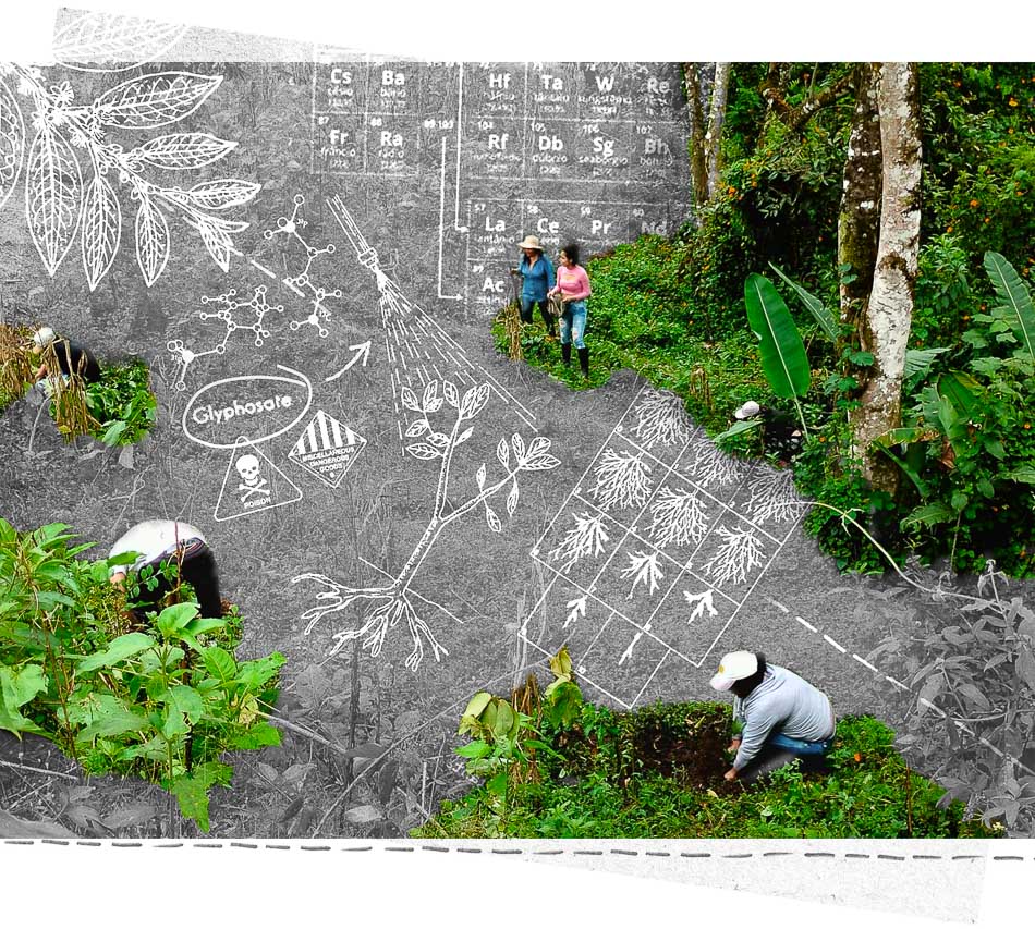 Photograph (PUPSOC), Cauca River basin: reforestation project by local environmental committees.