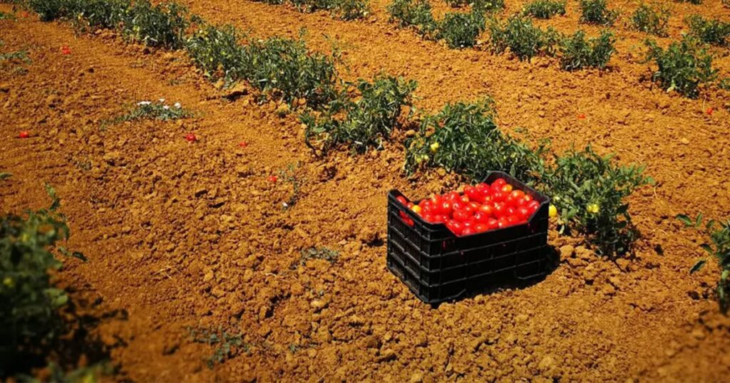 agricoli morti